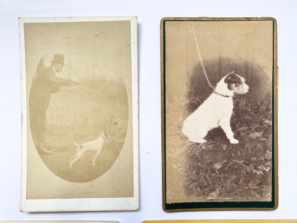 Collection Of 4 Rare Antique Victorian Carte De Visite Dog Portraits