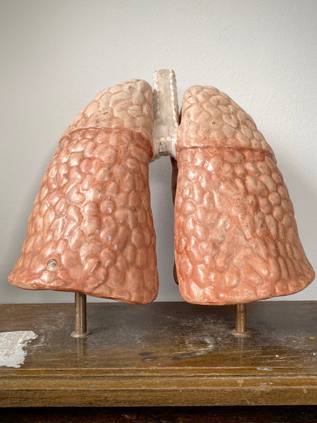 Vintage 1950’s Biology Teaching Aid Showing The Cross-Section Of Human Lungs