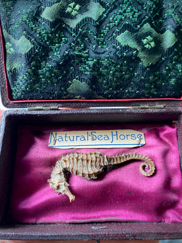 A Curious Relic of Victorian Natural History - A Dried Seahorse
