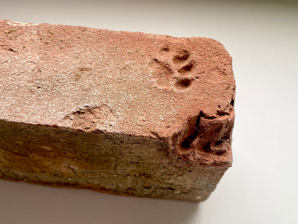 A Salvaged Victorian House Brick With The Sweetest Cat Paw Print