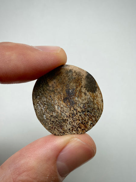 Rare Antique 16th Century Elizabethan Carved Bone Gaming Token With Floral Motif Likely A Tudor Rose