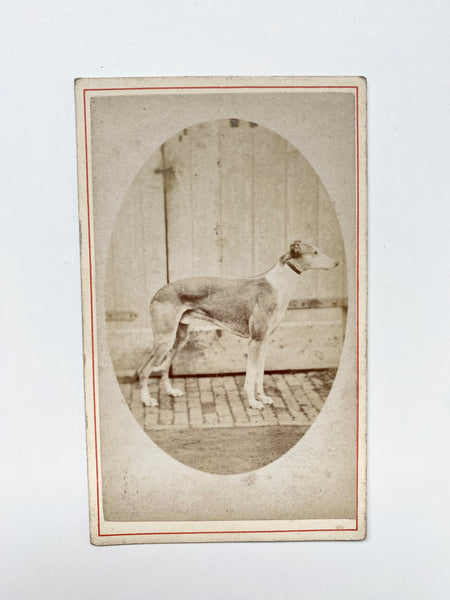 *RESERVED* Rare Collection Of 8 Antique Victorian CDVs Prize Winning Dog Portraits Some With Handwritten Provenance To Back