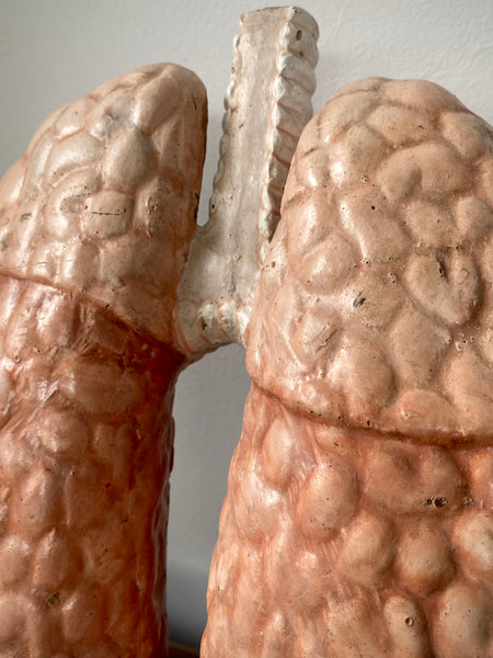 Vintage 1950’s Biology Teaching Aid Showing The Cross-Section Of Human Lungs