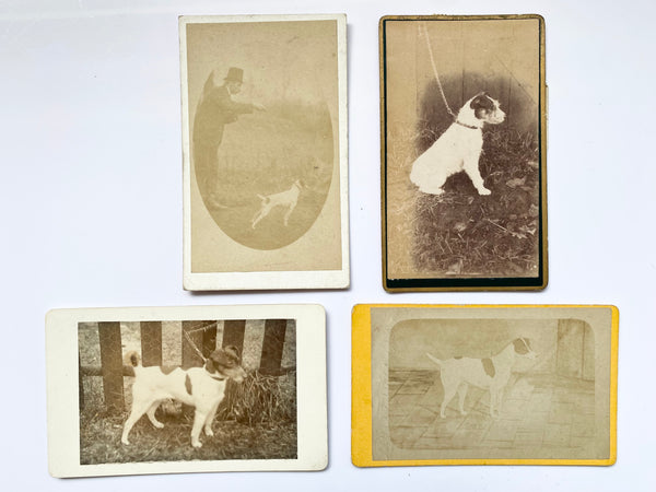 Collection Of 4 Rare Antique Victorian Carte De Visite Dog Portraits