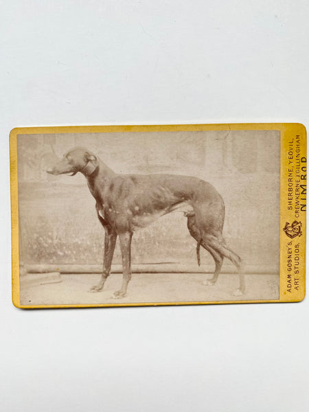 *RESERVED* Rare Collection Of 8 Antique Victorian CDVs Prize Winning Dog Portraits Some With Handwritten Provenance To Back