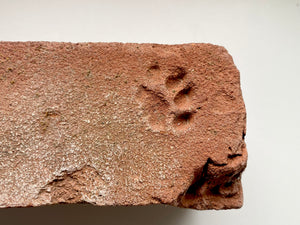 A Salvaged Victorian House Brick With The Sweetest Cat Paw Print