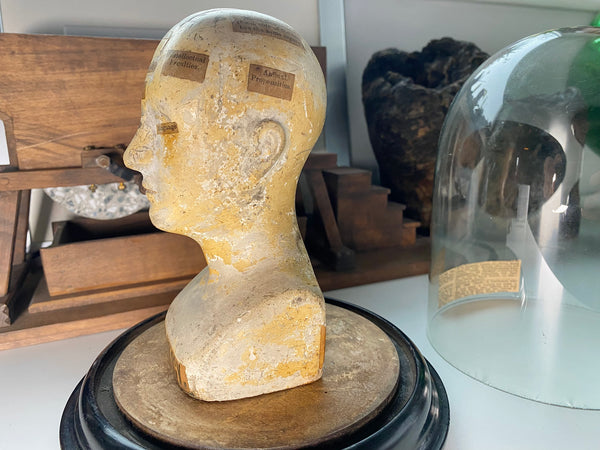 An Extremely Rare Early 19th Century Plaster Phrenology Head By Ambrose Lewis Vago & Period Glass Display Dome - Source Vintage