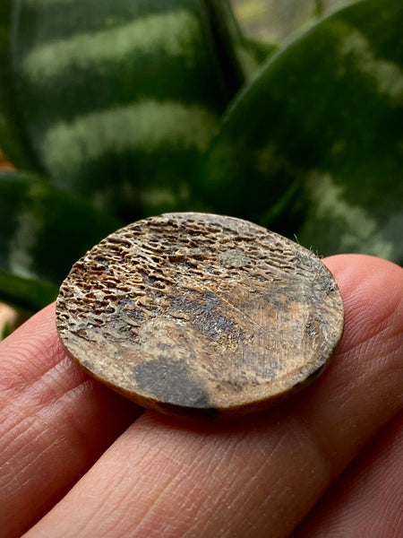 Rare Antique 16th Century Elizabethan Carved Bone Gaming Token With Floral Motif Likely A Tudor Rose