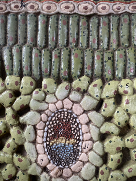 Vintage 1950’s Biology Teaching Aid Showing The Cross-Section Of A Leaf