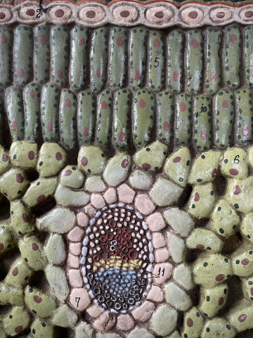 Vintage 1950’s Biology Teaching Aid Showing The Cross-Section Of A Leaf