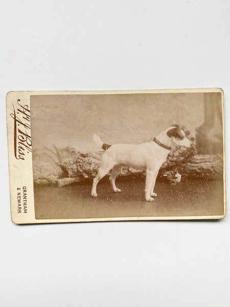 *RESERVED* Rare Collection Of 8 Antique Victorian CDVs Prize Winning Dog Portraits Some With Handwritten Provenance To Back