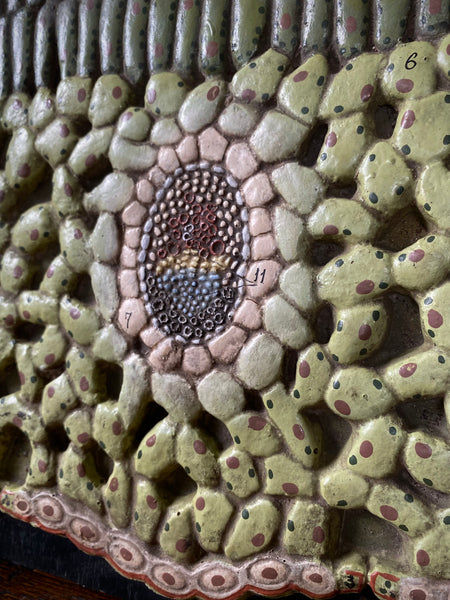 Vintage 1950’s Biology Teaching Aid Showing The Cross-Section Of A Leaf