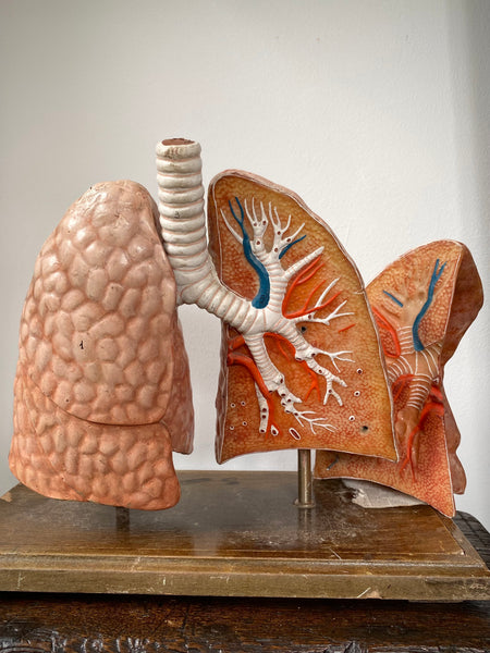 Vintage 1950’s Biology Teaching Aid Showing The Cross-Section Of Human Lungs