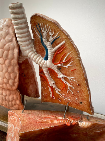 Vintage 1950’s Biology Teaching Aid Showing The Cross-Section Of Human Lungs