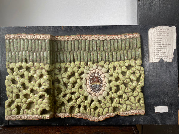 Vintage 1950’s Biology Teaching Aid Showing The Cross-Section Of A Leaf