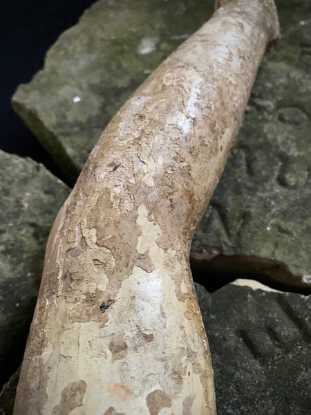 Antique 16th-17th Century Large Polychrome Wooden Arm Fragment