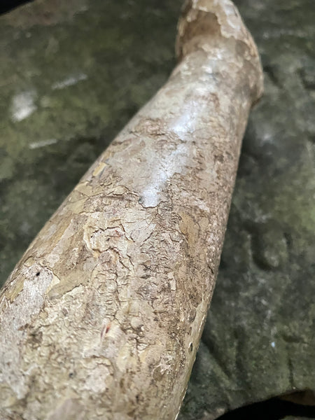 Antique 16th-17th Century Large Polychrome Wooden Arm Fragment