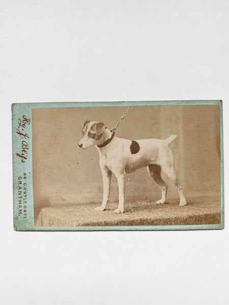 *RESERVED* Rare Collection Of 8 Antique Victorian CDVs Prize Winning Dog Portraits Some With Handwritten Provenance To Back