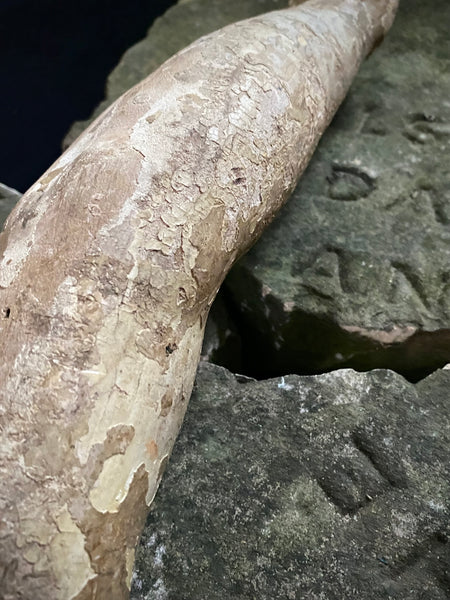 Antique 16th-17th Century Large Polychrome Wooden Arm Fragment