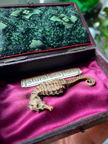 A Curious Relic of Victorian Natural History - A Dried Seahorse