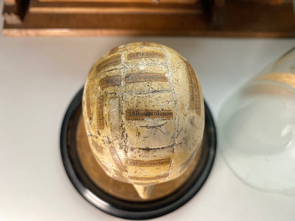 An Extremely Rare Early 19th Century Plaster Phrenology Head By Ambrose Lewis Vago & Period Glass Display Dome - Source Vintage