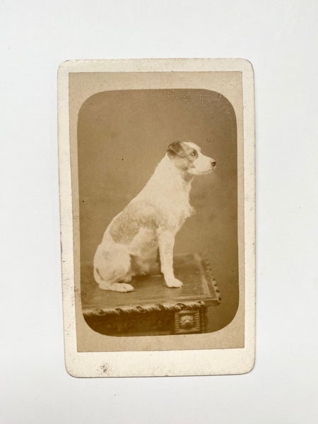 *RESERVED* Rare Collection Of 8 Antique Victorian CDVs Prize Winning Dog Portraits Some With Handwritten Provenance To Back