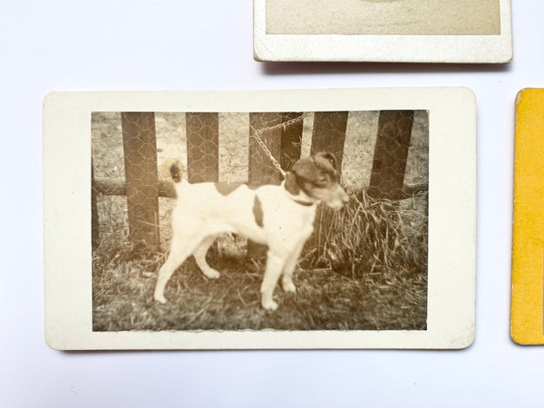 Collection Of 4 Rare Antique Victorian Carte De Visite Dog Portraits