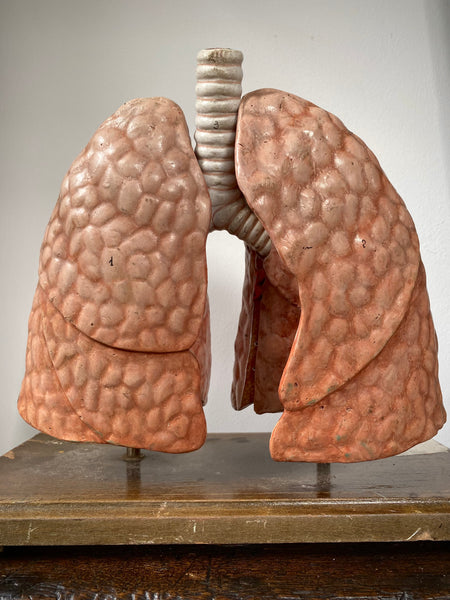 Vintage 1950’s Biology Teaching Aid Showing The Cross-Section Of Human Lungs