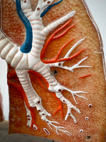 Vintage 1950’s Biology Teaching Aid Showing The Cross-Section Of Human Lungs