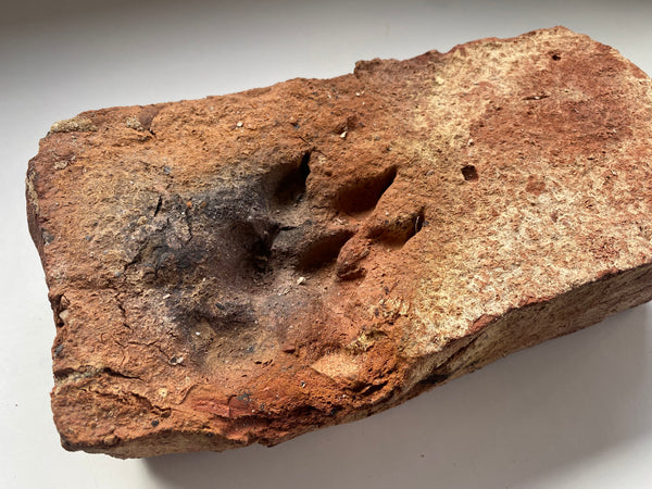 A Salvaged Victorian House Brick With A Curious Paw Print, Dating To Around 1860 - Source Vintage