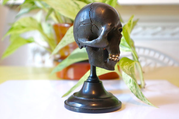 Rare Antique 19th Century Carved Ebony Memento Mori Skull c.1880 - Source Vintage