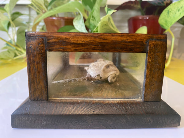 *RESERVED FOR TOM*Antique Early 20th Century Macabre Memorial Curiosity - Source Vintage