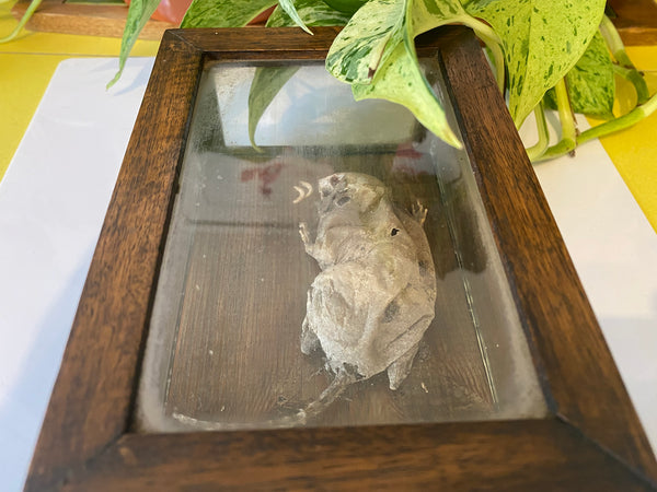 *RESERVED FOR TOM*Antique Early 20th Century Macabre Memorial Curiosity - Source Vintage