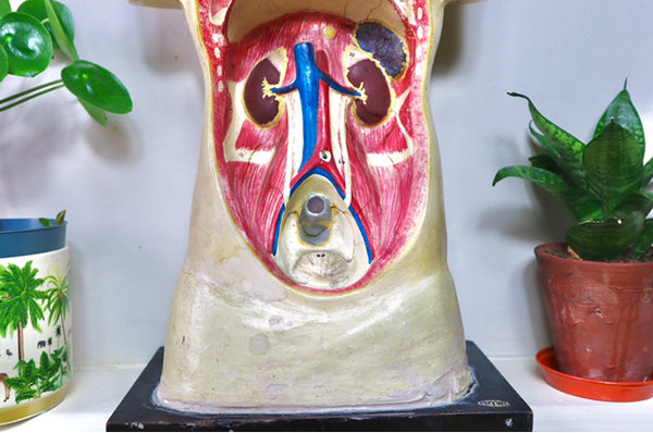 Rare Antique Vintage 1930s Handpainted Plaster Anatomical Bust Teaching Aid A/F - Source Vintage