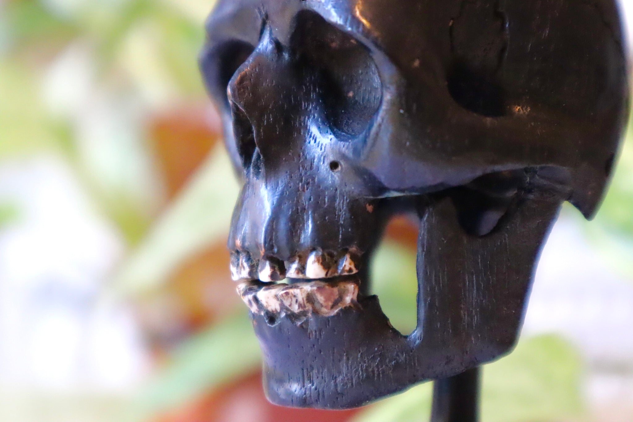 Rare Antique 19th Century Carved Ebony Memento Mori Skull c.1880 - Source Vintage
