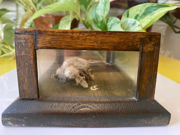 *RESERVED FOR TOM*Antique Early 20th Century Macabre Memorial Curiosity - Source Vintage