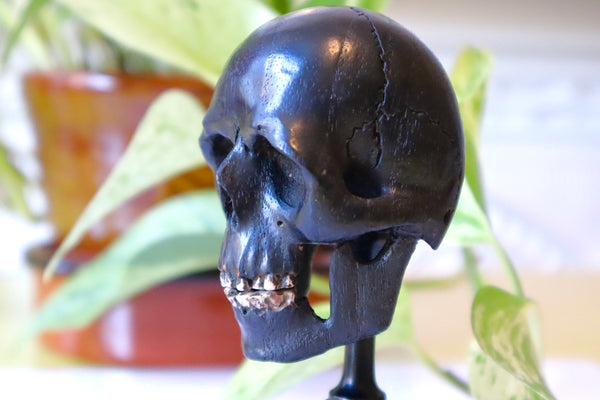 Rare Antique 19th Century Carved Ebony Memento Mori Skull c.1880 - Source Vintage